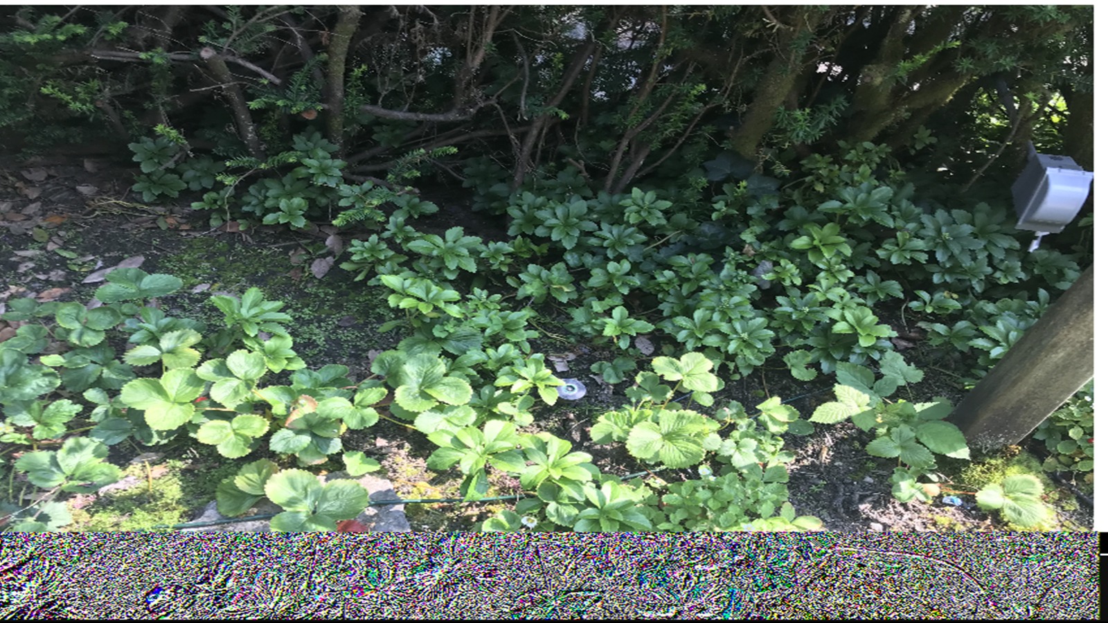 KICCI Canada Chapter