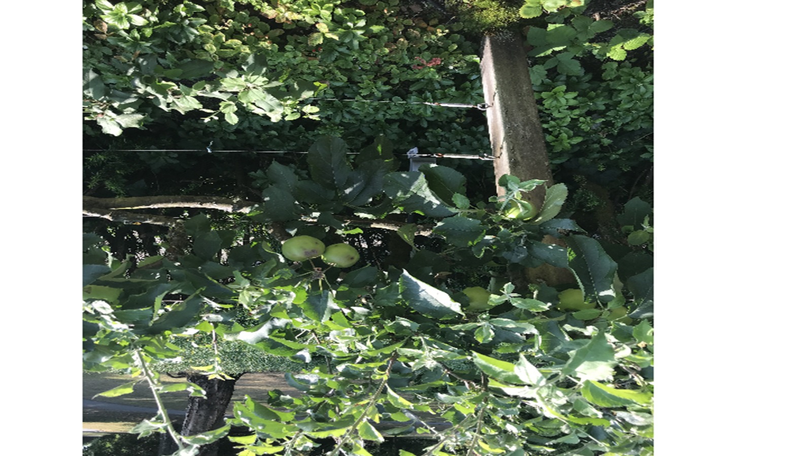 KICCI Canada Chapter