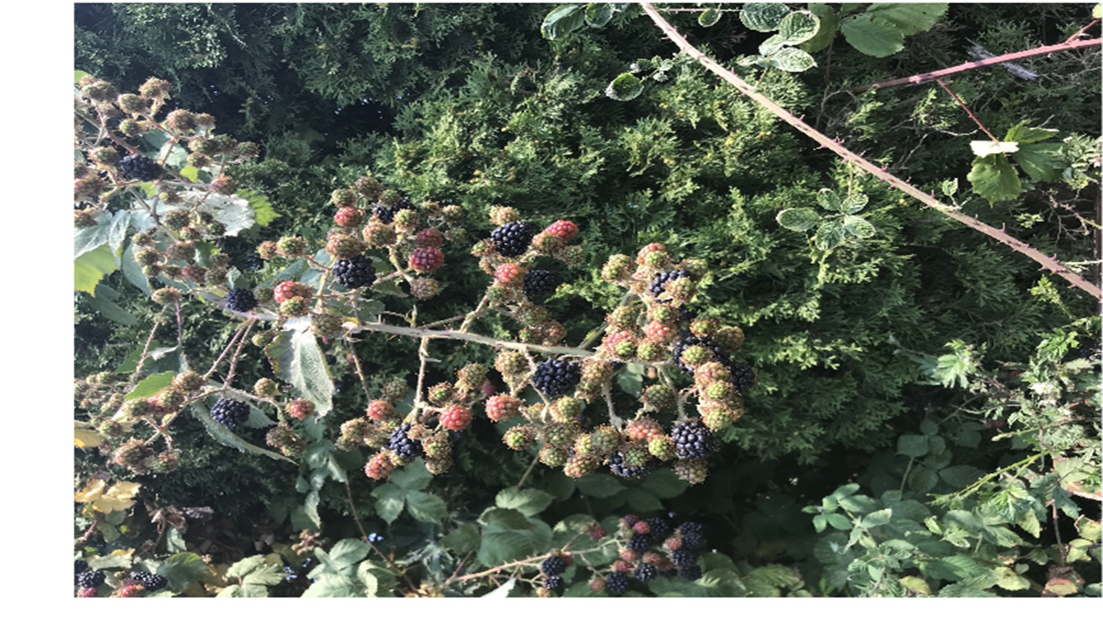 KICCI Canada Chapter